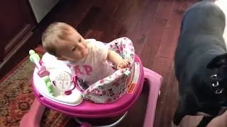 Stevie at 9 months in her walker- cracking up at dog