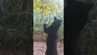 Bear playing with the hemp rope #2024 #americanbear #new #wildlife #trailcam #cool #standing #wow