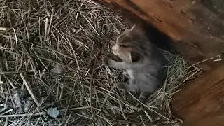 Хозяйничаю потихонечку.Забот всё больше и больше.