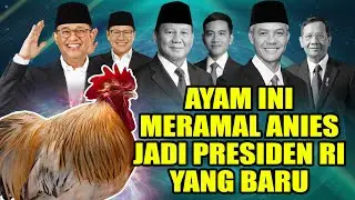 THIS CHICKEN PREDICTIVELY PREDICTED ANIES AS THE NEW PRESIDENT OF INDONESIA! | OPLOSAN 99 |