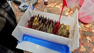 Woodturning -The Biggest Pine Cone You Have Ever Seen !