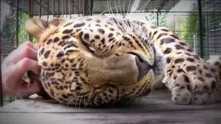 Леопард урчит