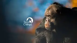 Live from Save the Chimps