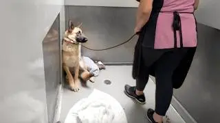Watch the Moment Dog that ONLY Understands Spanish get's Adopted 🥹 ( Pupdates! )