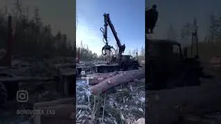 ЗАГОТОВКА ЛЕСА ДЛЯ СРУБА (ПРОЦЕСС)