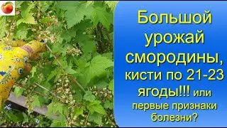 Большой урожай смородины или заболевание все же