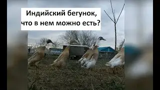 О любимой породе уток 