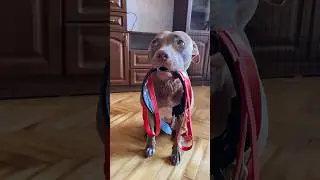 It almost worked 🐶 #shorts #питбульджина #cutedogs #funnydogs #funnyvideo #dogslife