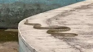 Snake jumps off the wall snake jumps to reach the lake