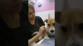 Тримминг Джек Рассела #груминг #стрижкасобак