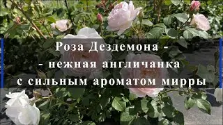 Роза Дездемона -- нежная англичанка с сильным ароматом мирры. Питомник растений Е. Иващенко