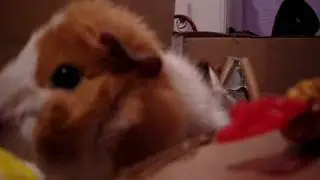 My Guinea pigs (Piglet and Tigger) exploring the camera :)