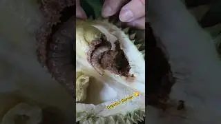 How do you know if your Durian is Organic? #malaysia #penang #durian