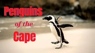 Cape Penguins of South Africa 🐧