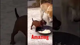 Super Dog #dog #dogs #puppy