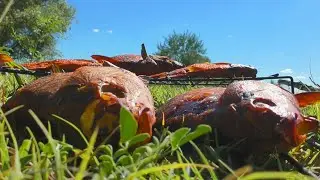 ИЗ РЕКИ И В КОПТИЛКУ Осенняя рыбалка в Астрахани 2022