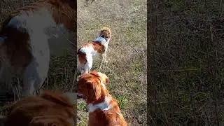 натаска Эпаньоля