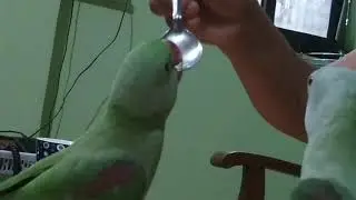 Alexander parrot drinking honey water from spoon