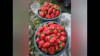 Strawberry growth from A to Z. All in one video