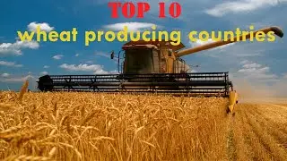 Top 10- Wheat producing countries (1960-2018)