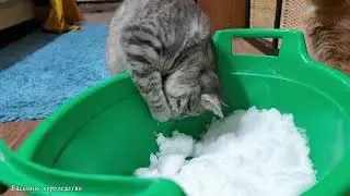 А вы когда-нибудь приносили котейкам снег домой?