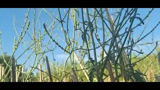 ‎@-earth.plants-animals  Verbena officinalis/Glandularia officinalis,verbena ,bari i shpretkës(2)