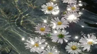 Television Blonde - Daisy (Slowed)