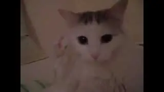 Плюша залипла