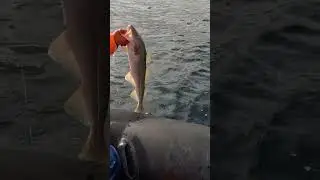Блесна   ЛОЖКА  морская