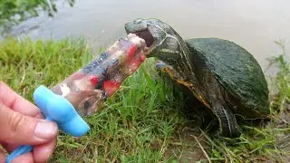 Turtles Love Popsicles!