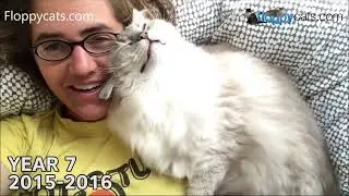 Do Ragdoll Cats Make Good Pets?