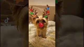 С Новым годом, друзья! Приколы ТикТок