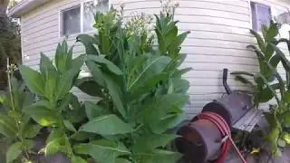 Growing Tobacco. Garden Invader. What to look for