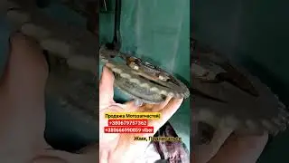Демфер заднего колеса на мопед Альфа Дельта 