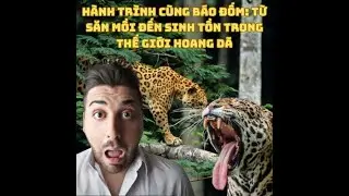 Hành Trình Cùng Báo Đốm Từ Săn Mồi Đến Sinh Tồn Trong Thế Giới Hoang Dã.