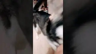 #как просим гулять