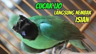 CUCAK IJO GACOR SESAAT TERPANCING IKUT BONGKAR ISIAN