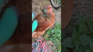ЗЕЛËНАЯ КО-КО))