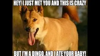 Call Me Maybe (Aussie Dingo Parody) - Carly Rae Jepsen
