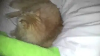 Этот кот полетит в космос