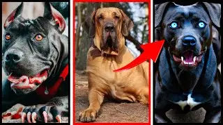 [TOP 10] Raças de cães de guarda que se dão bem em matilha