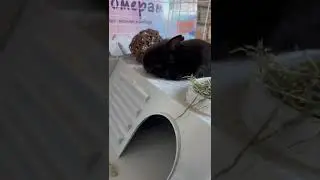 Рокки любит хулиганить😅🐰🪨 #rabbit #bunny #pets
