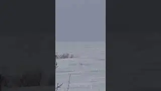 СТОЛЬКО ЗАЙЦЕВ Я ЕЩЕ НЕ ВИДЕЛ, Четыре зайца с куста. Добыл двоих. 