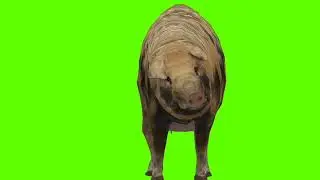 Green Screen Background Correcter In pig #attack frontSide #animation #video  #youtube #greenscreen