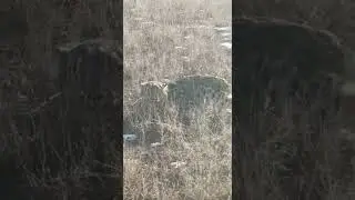 СНЕЖНЫЙ БАРС В СТЕПИ