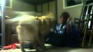Dog Raping