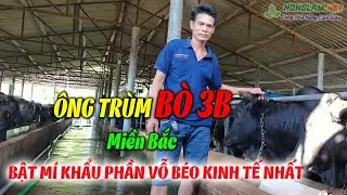 Cách Chọn Bò 3B Vỗ Béo và Khẩu Phần Ăn cho Lãi Cao | Trang Trại Bò 3B 