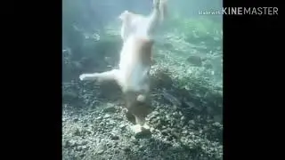 Няши