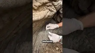 You MUST do this when you see an elephant!🐘