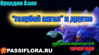 Blue orchids - and we exchange likes for rubles!